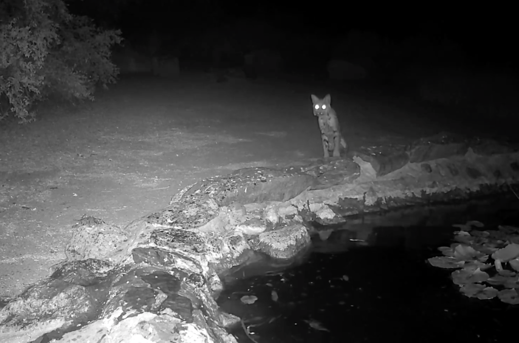 image of bobcat at spur cross oasis